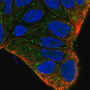 Merck Anti-ZFYVE9 antibody produced in rabbit