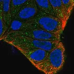 Merck Anti-ZFYVE9 antibody produced in rabbit