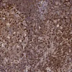 Merck Anti-MFSD1 antibody produced in rabbit