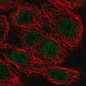 Merck Anti-MAZ antibody produced in rabbit