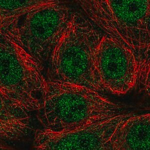 Merck Anti-SEMA4A antibody produced in rabbit