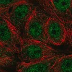 Merck Anti-SEMA4A antibody produced in rabbit