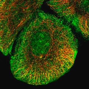 Merck Anti-KCNB2 antibody produced in rabbit