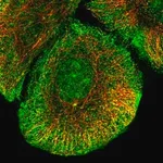 Merck Anti-KCNB2 antibody produced in rabbit