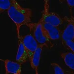 Merck Anti-C1QTNF3 antibody produced in rabbit