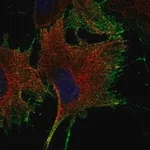 Merck Anti-NTNG1 antibody produced in rabbit