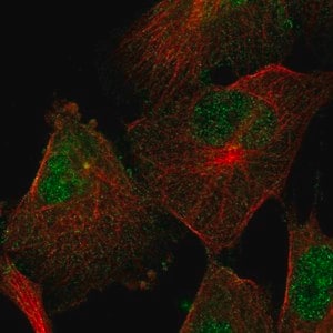 Merck Anti-SEMA4F antibody produced in rabbit