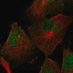 Merck Anti-SEMA4F antibody produced in rabbit