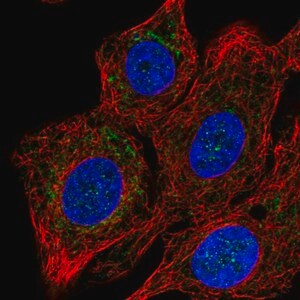 Merck Anti-COX15 antibody produced in rabbit