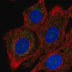 Merck Anti-COX15 antibody produced in rabbit