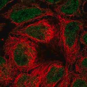 Merck Anti-SLC39A10 antibody produced in rabbit