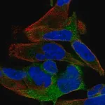 Merck Anti-SPATS2 antibody produced in rabbit