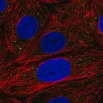 Merck Anti-EDC3 antibody produced in rabbit