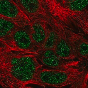 Merck Anti-KDELC2 antibody produced in rabbit