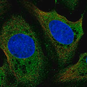 Merck Anti-LDHD antibody produced in rabbit