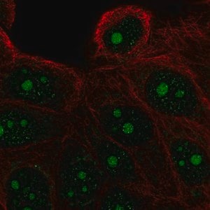 Merck Anti-FAM133A antibody produced in rabbit