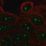 Merck Anti-FAM133A antibody produced in rabbit