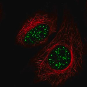 Merck Anti-SRRM2 antibody produced in rabbit