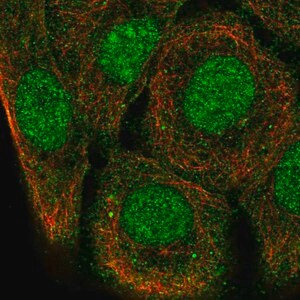 Merck Anti-SH3D21 antibody produced in rabbit