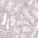 Merck Anti-RPRD1B antibody produced in rabbit