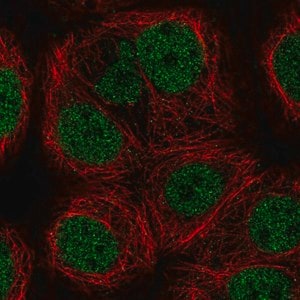 Merck Anti-KAT8 antibody produced in rabbit