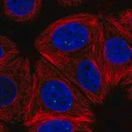 Merck Anti-NELFCD antibody produced in rabbit