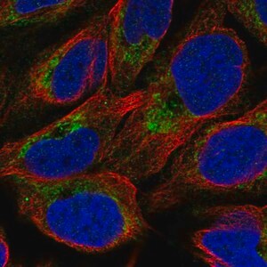 Merck Anti-NMNAT3 antibody produced in rabbit