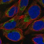 Merck Anti-NMNAT3 antibody produced in rabbit