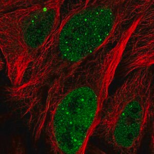 Merck Anti-ZNF32 antibody produced in rabbit