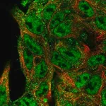 Merck Anti-NEDD9 antibody produced in rabbit