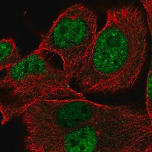 Merck Anti-XRRA1 antibody produced in rabbit