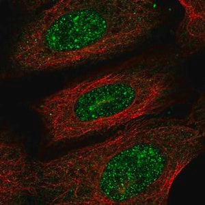 Merck Anti-PRR13 antibody produced in rabbit