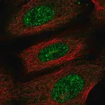 Merck Anti-PRR13 antibody produced in rabbit