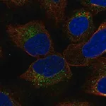 Merck Anti-YIF1B antibody produced in rabbit