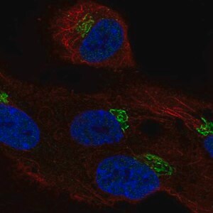 Merck Anti-LRRC43 antibody produced in rabbit