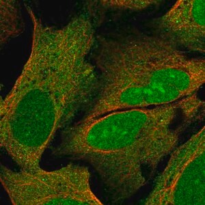 Merck Anti-PYM1 antibody produced in rabbit