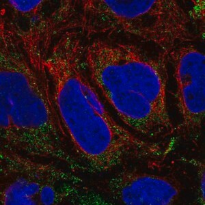 Merck Anti-SLC25A46 antibody produced in rabbit