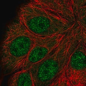 Merck Anti-ANAPC5 antibody produced in rabbit