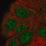 Merck Anti-ANAPC5 antibody produced in rabbit