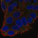 Merck Anti-F11 antibody produced in rabbit