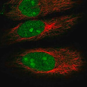 Merck Anti-DDX55 antibody produced in rabbit