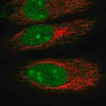 Merck Anti-DDX55 antibody produced in rabbit