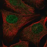 Merck Anti-RAD54L2 antibody produced in rabbit