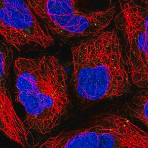 Merck Anti-PUSL1 antibody produced in rabbit