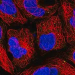 Merck Anti-PUSL1 antibody produced in rabbit