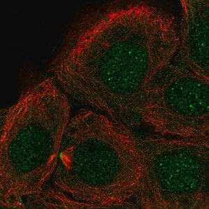 Merck Anti-DNHD1 antibody produced in rabbit