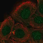 Merck Anti-DNHD1 antibody produced in rabbit