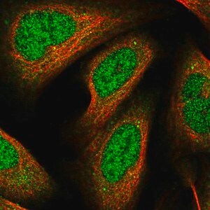 Merck Anti-RHOBTB1 antibody produced in rabbit