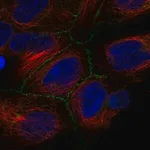 Merck Anti-IREB2 antibody produced in rabbit