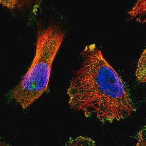 Merck Anti-TUBGCP5 antibody produced in rabbit